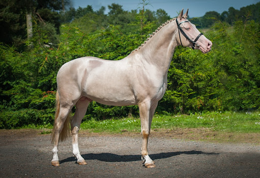 The Features Of An Akhal-Teke Will Take Your Breath Away